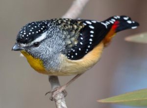 Spotted-Pardalote_large